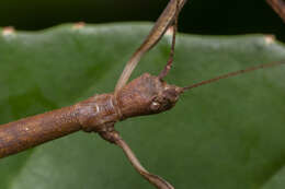 Image of Lonchodes brevipes Gray & G. R. 1835