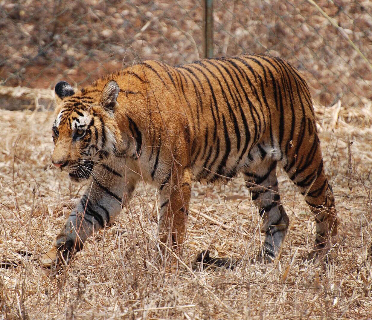 Image de tigre du Bengale