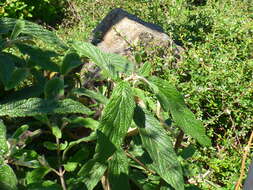 Plancia ëd Viburnum rhytidophyllum Hemsl. ex Forb. & Hemsl.