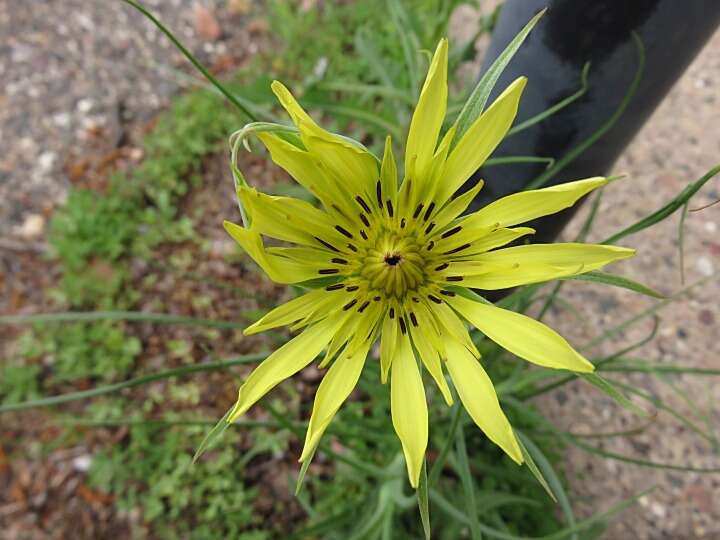 Image of yellow salsify