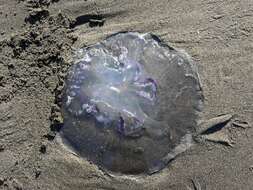Image of Pacific moon jelly