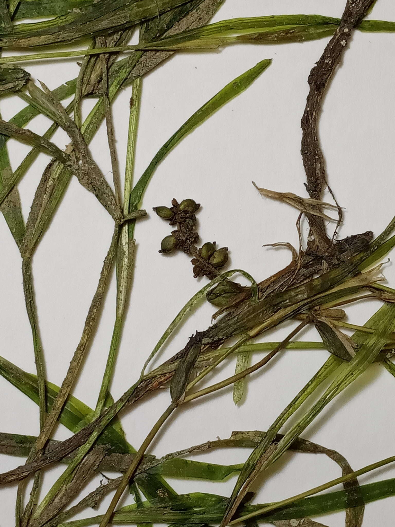 Image of Small Pondweed