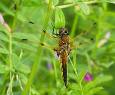 Image of Four-spotted Chaser