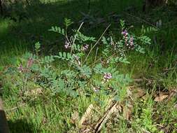 Image de Indigofera australis Willd.