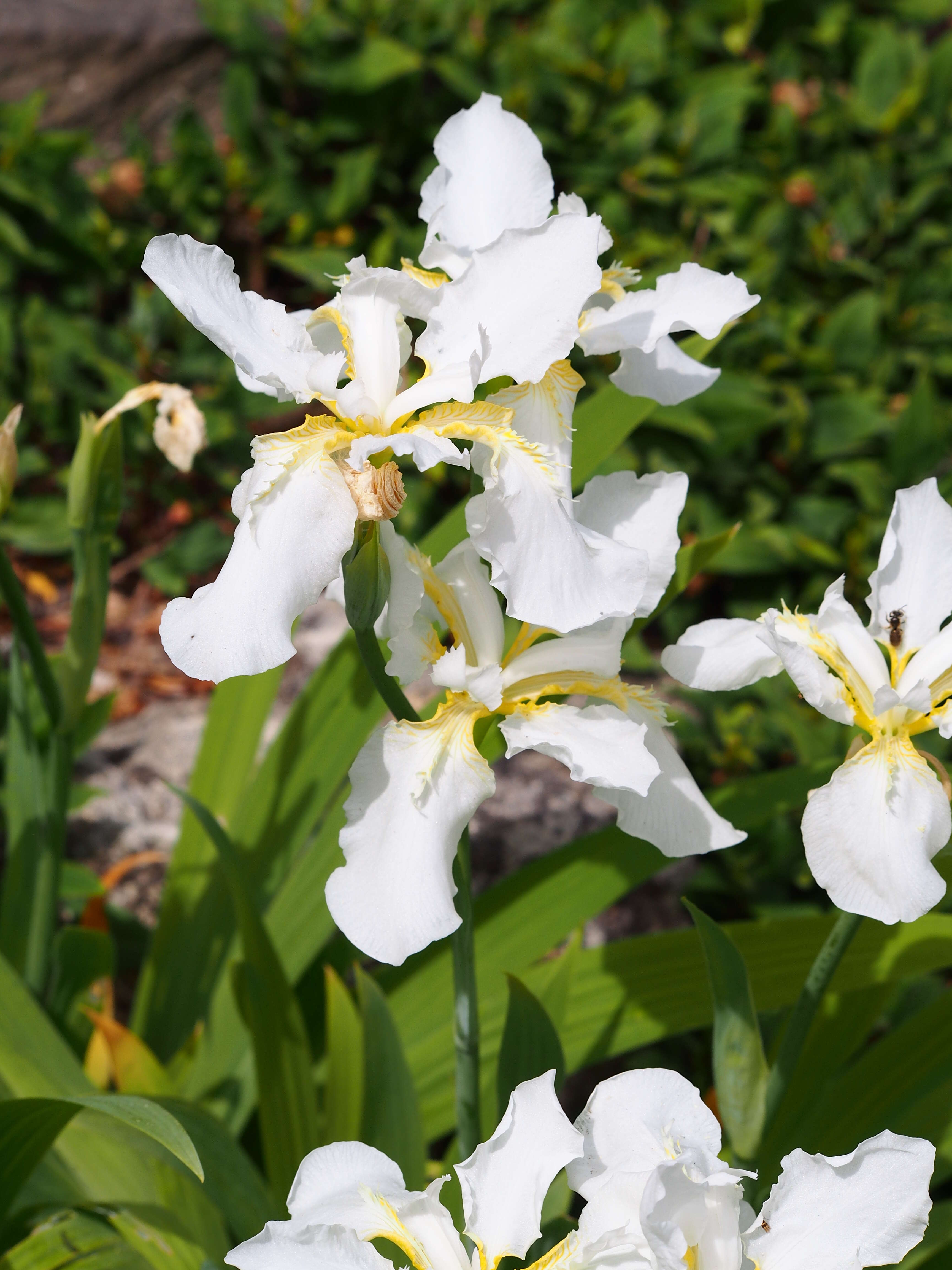 Image of wall iris