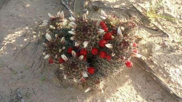 Image of Mammillaria hutchisoniana (H. E. Gates) Boed.