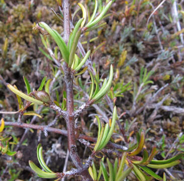 Image of Coprosma elatirioides de Lange & A. S. Markey