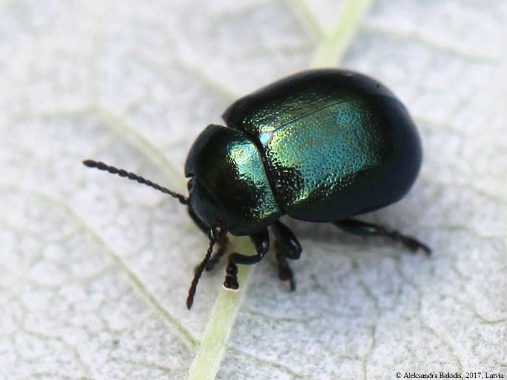 Imagem de Chrysolina (Spheromela) varians (Schaller 1783)