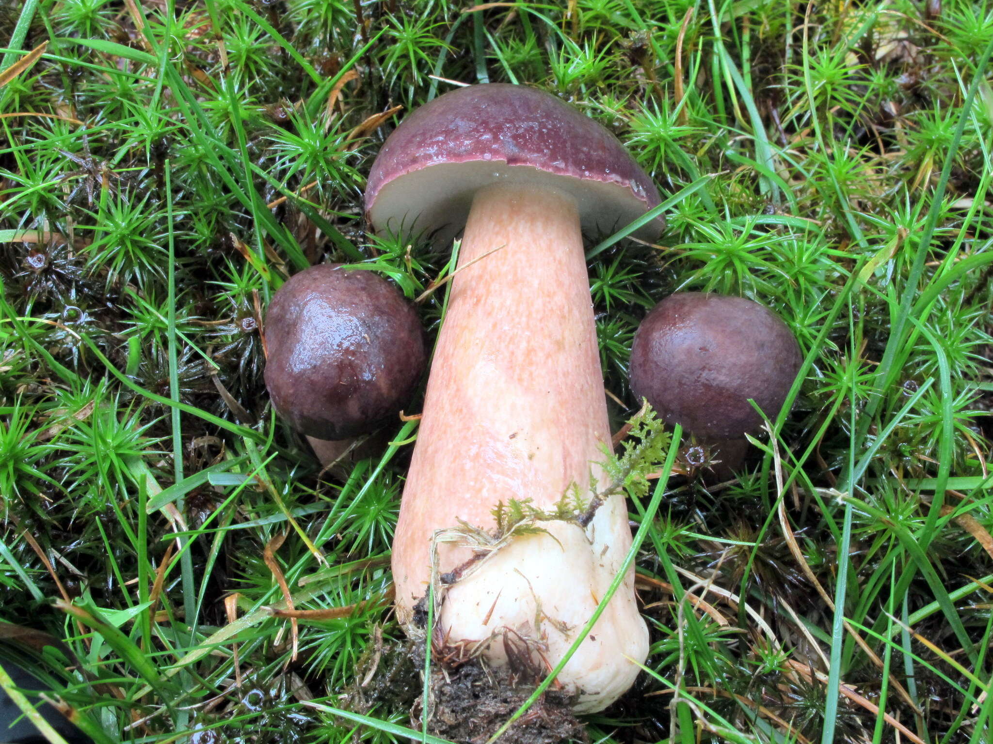 Imagem de Tylopilus badiceps (Peck) A. H. Sm. & Thiers 1971