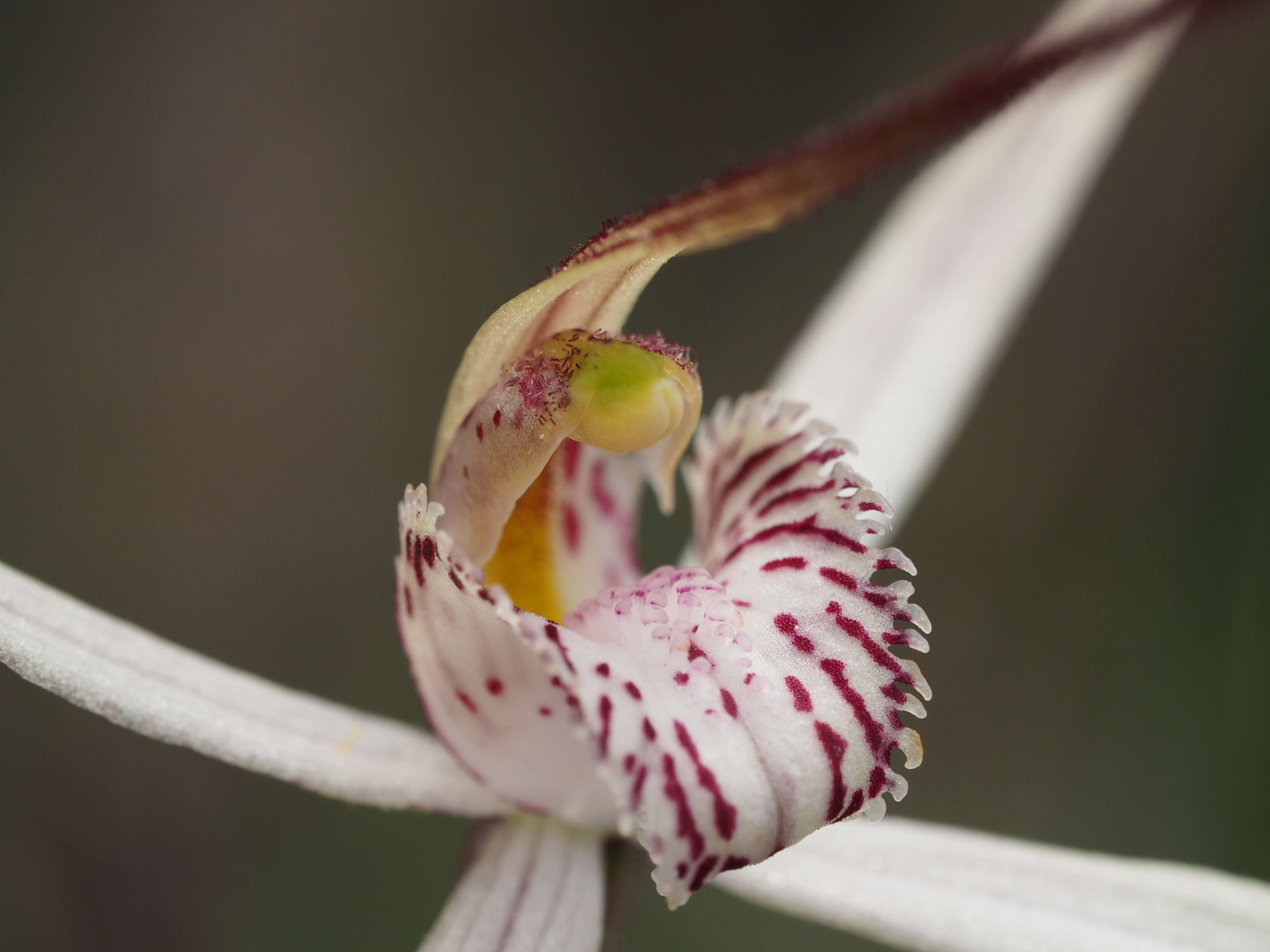 Image of Joseph's spider orchid