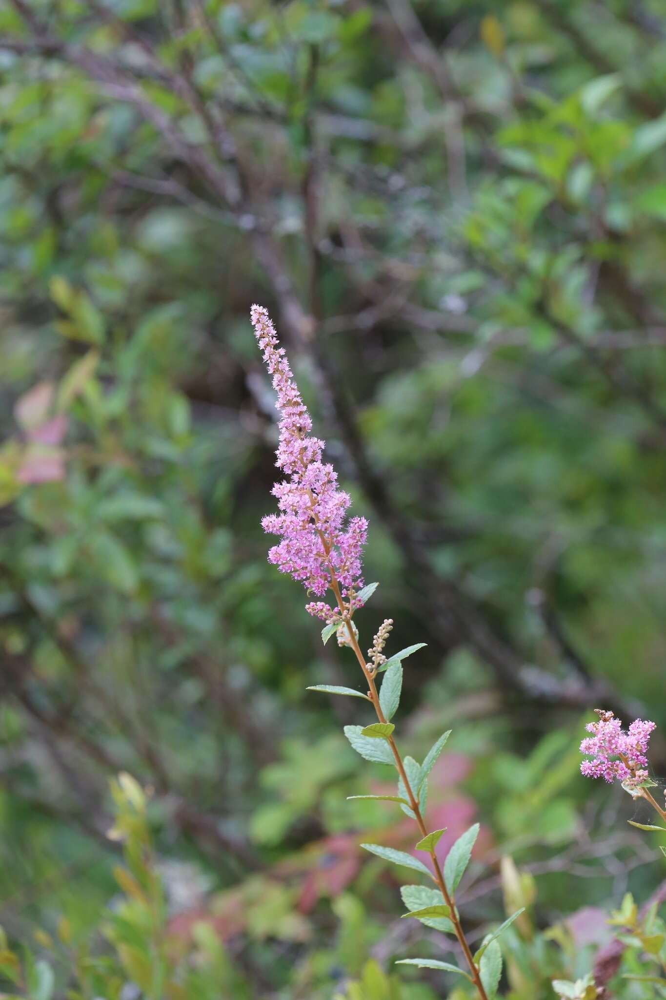 صورة Spiraea tomentosa L.