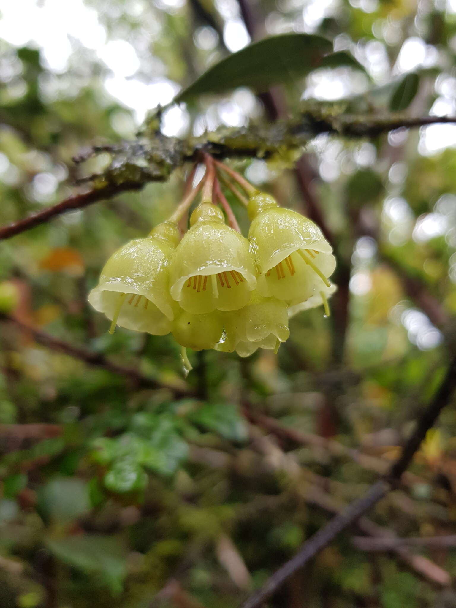 Слика од Symphysia poasana (J. D. Sm.) Kloet