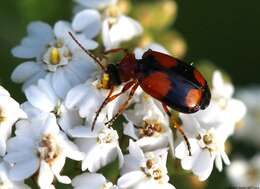 Image of Lebia (Lebia) cruxminor (Linnaeus 1758)