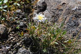 Image of Taraxacum arcticum (Trautv.) Dahlst.