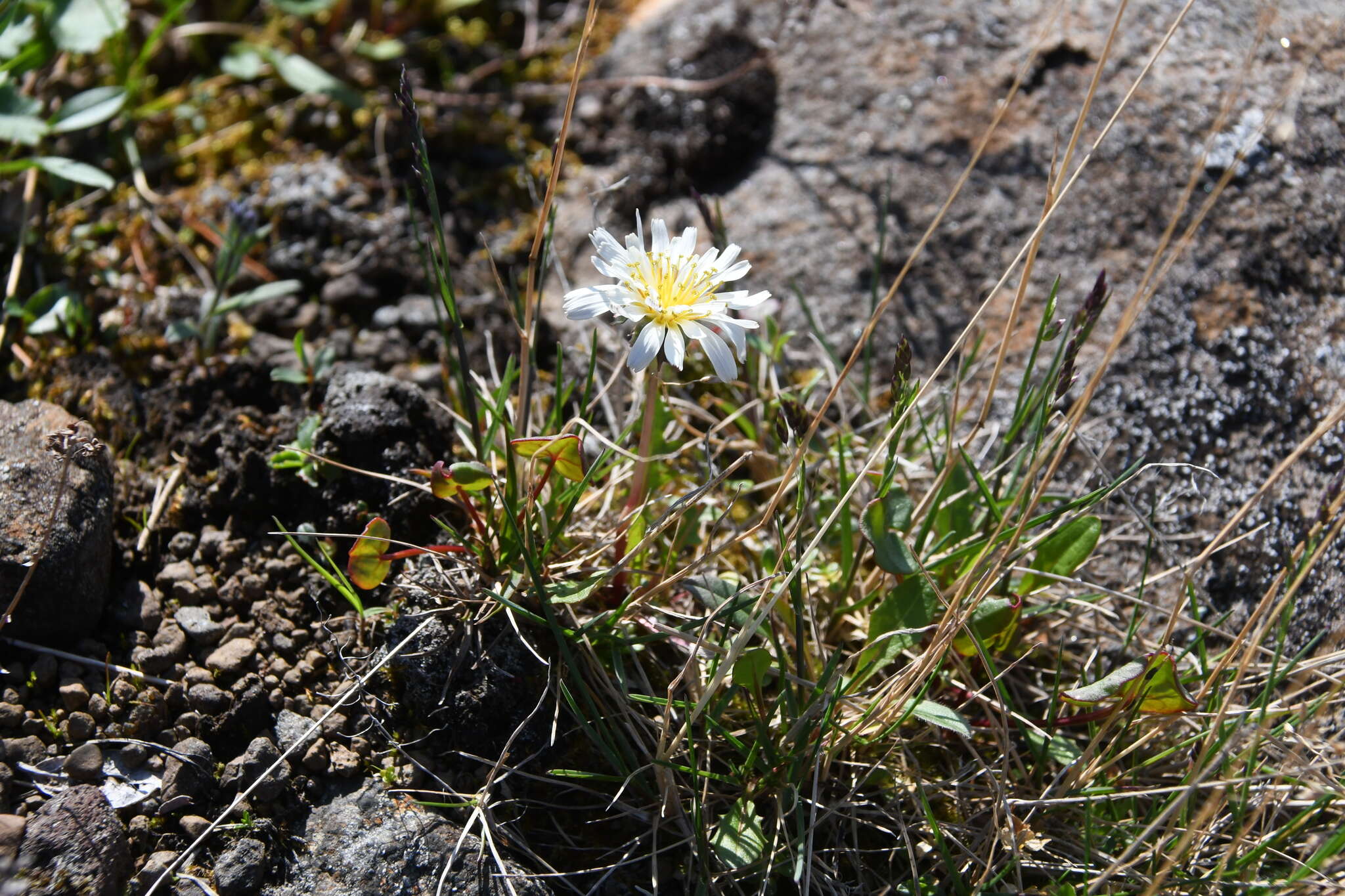 Image of Taraxacum arcticum (Trautv.) Dahlst.