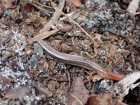 صورة Plestiodon egregius similis Mcconkey 1957