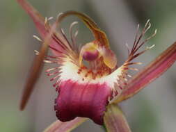Image of Rusty spider orchid