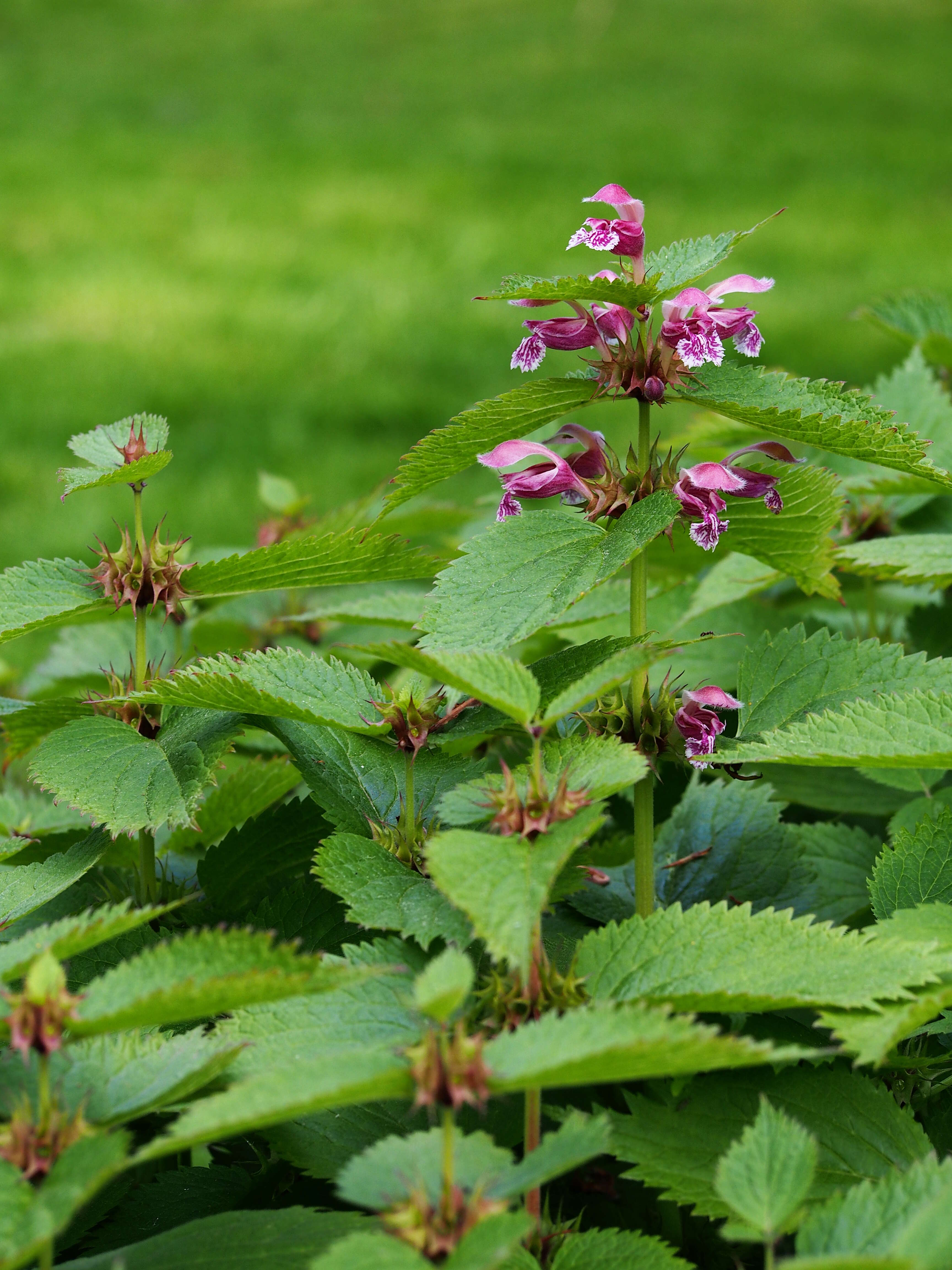 Image of Lamium orvala L.