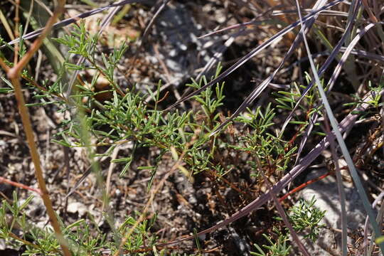 Image of pinkglobe prairie clover