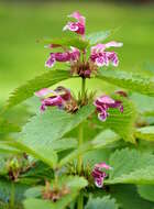 Image of Lamium orvala L.