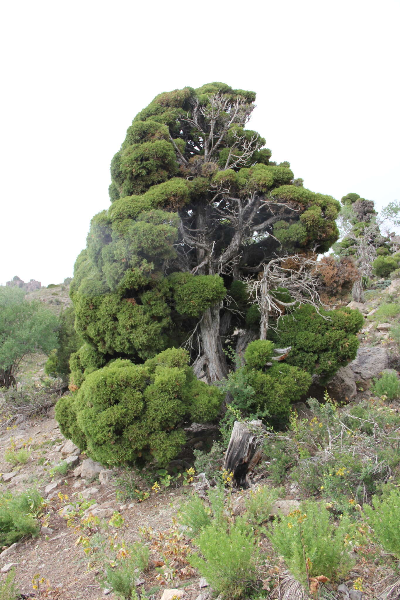 Imagem de Juniperus pseudosabina Fisch. & C. A. Mey.