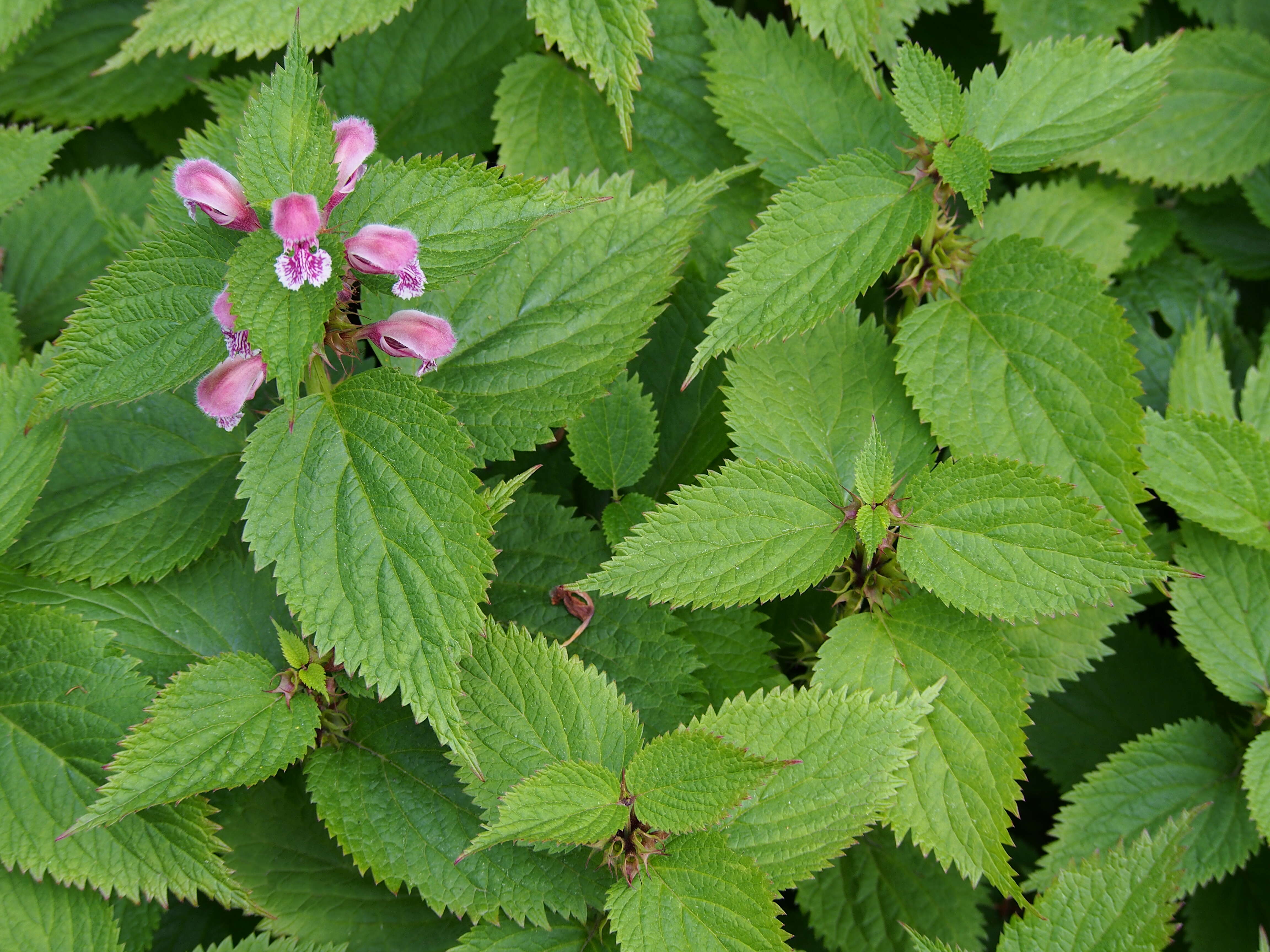 Image of Lamium orvala L.