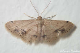 Image de Idaea chotaria Swinhoe 1886