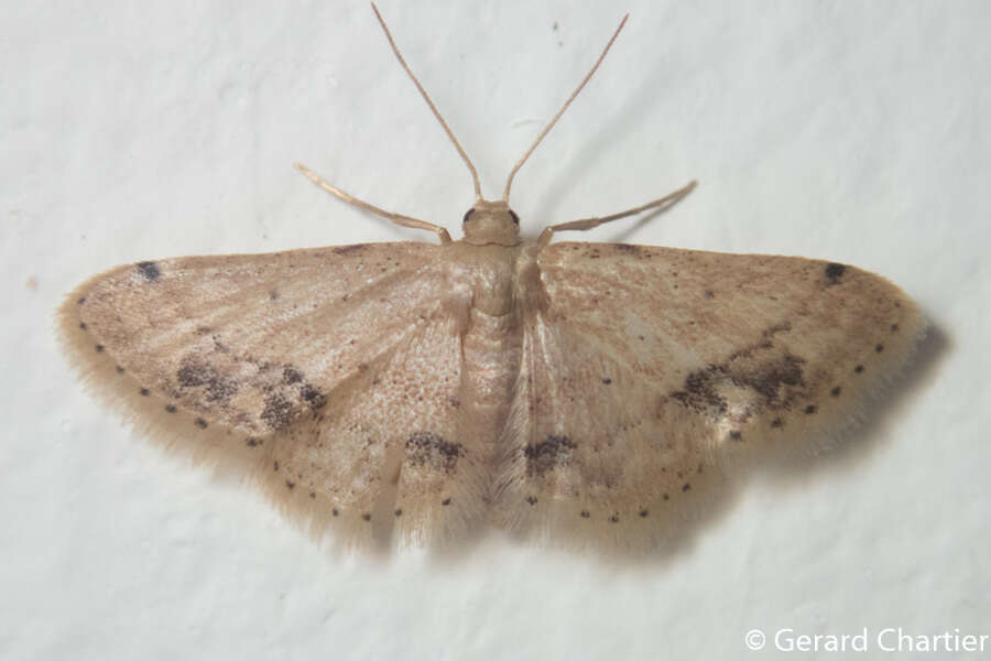 Image de Idaea chotaria Swinhoe 1886