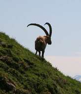 Image of Alpine Ibex