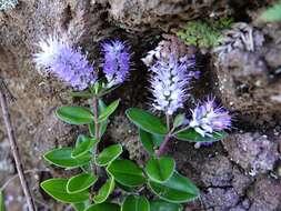 صورة Veronica obtusata Chresem.