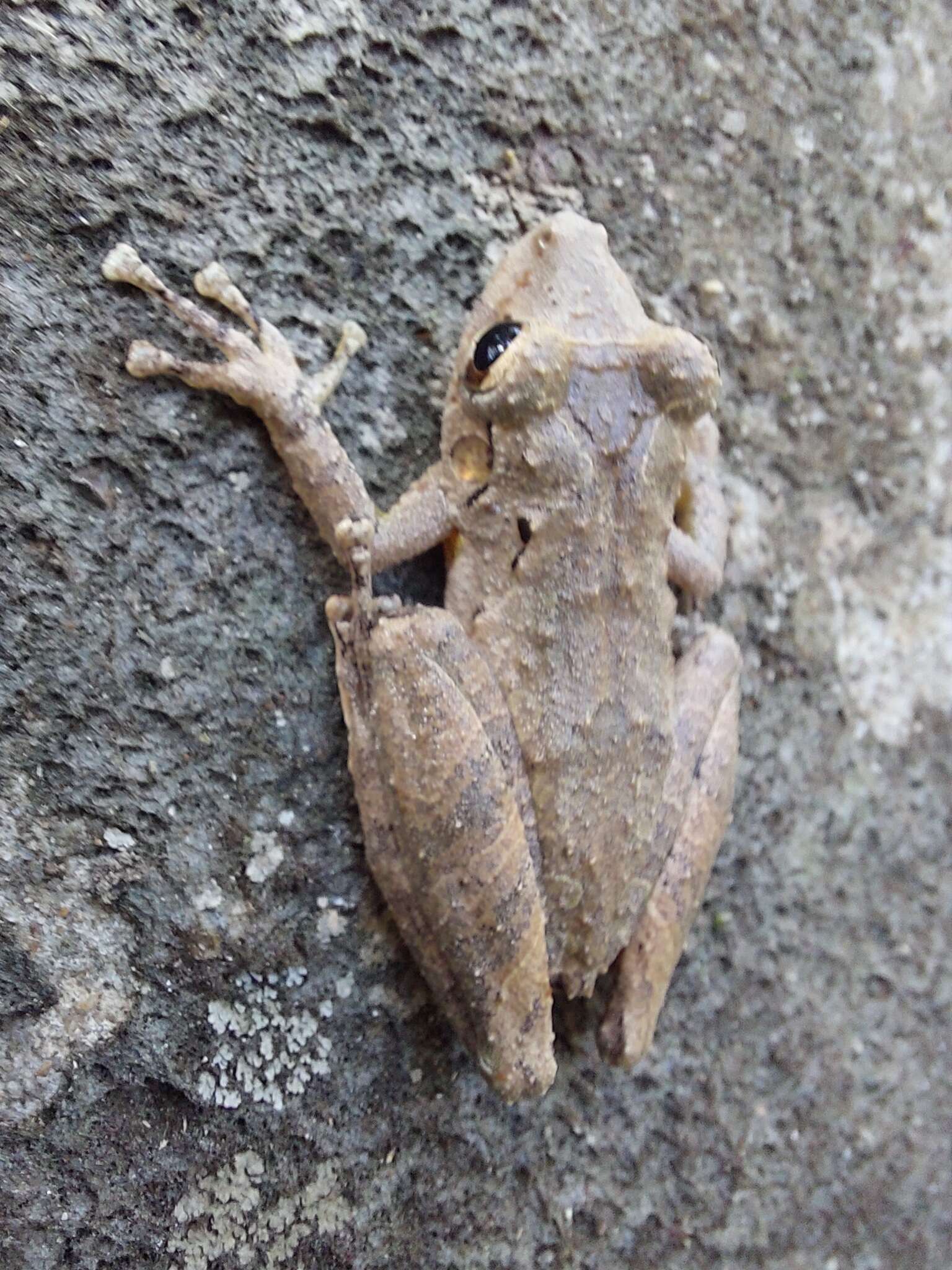 Imagem de Scinax rostratus (Peters 1863)