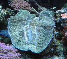 Image of Southern Giant Clam