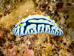 Image of Lumpy black bluegrey orange slug