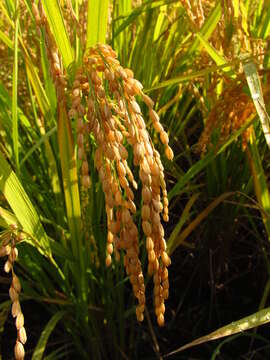 Image of rice