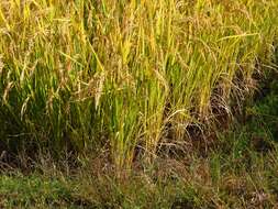 Imagem de Oryza sativa japonica