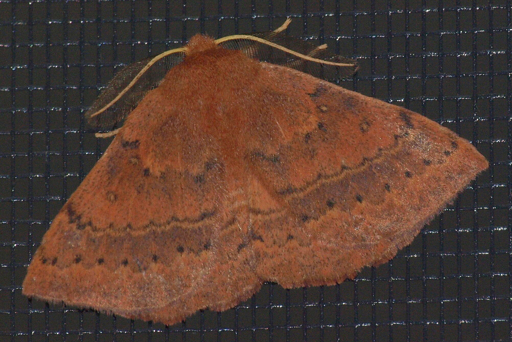 Anthela repleta (Walker 1855)的圖片