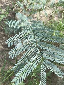 Image of Eland's wattle