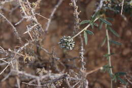 Imagem de Limeum aethiopicum subsp. aethiopicum