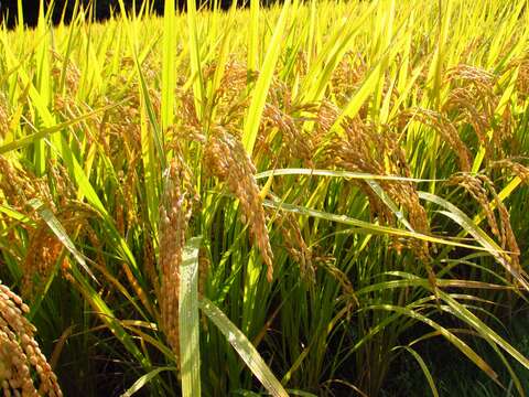 Oryza sativa japonica resmi