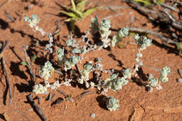 Image de Atriplex spongiosa F. Mueller