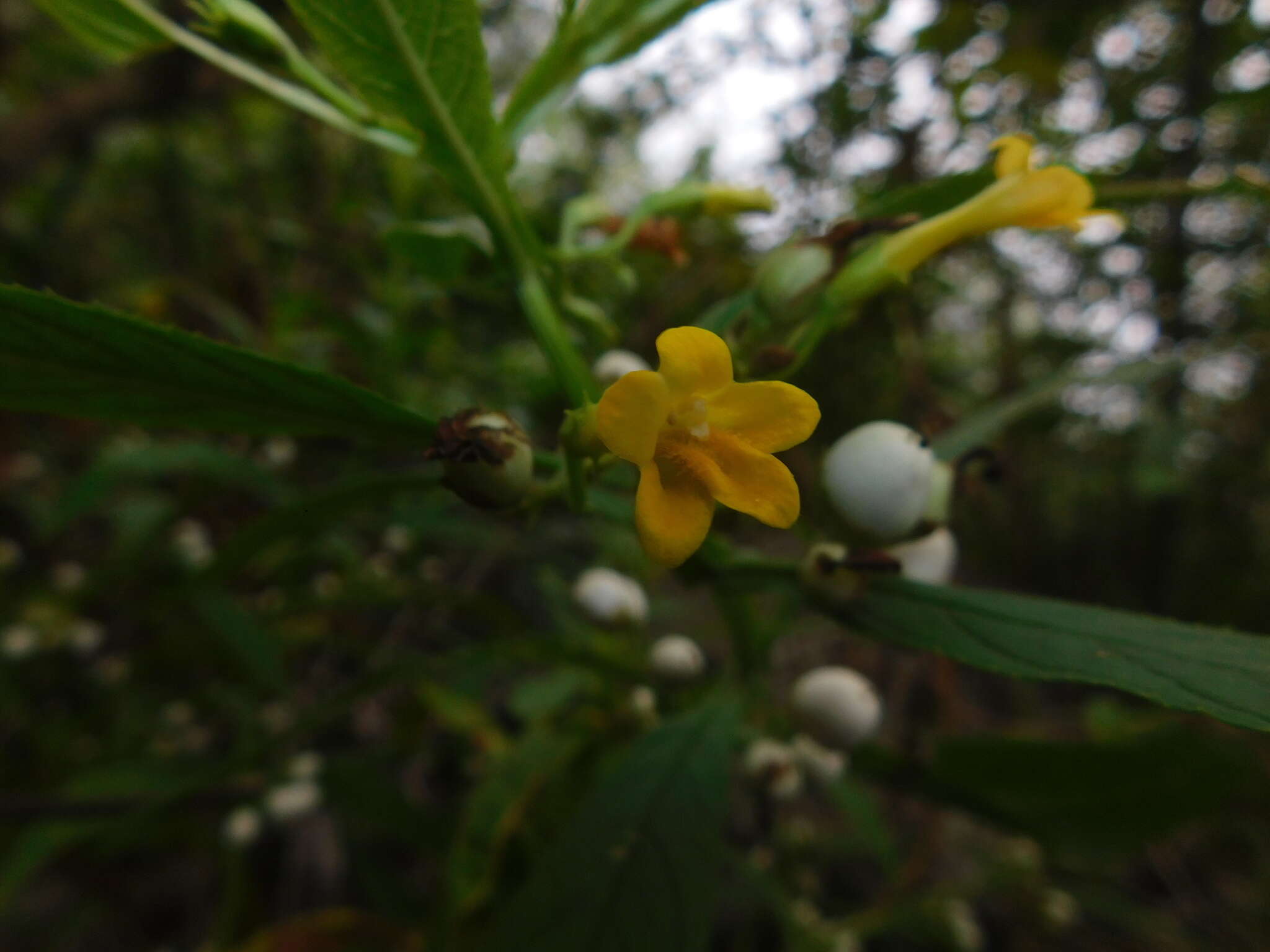 Слика од Leucocarpus perfoliatus (Kunth) Benth.