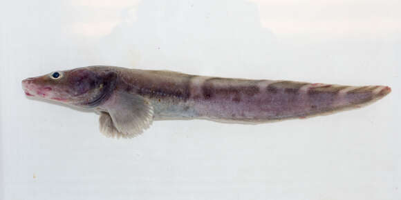 Image of Pale eelpout