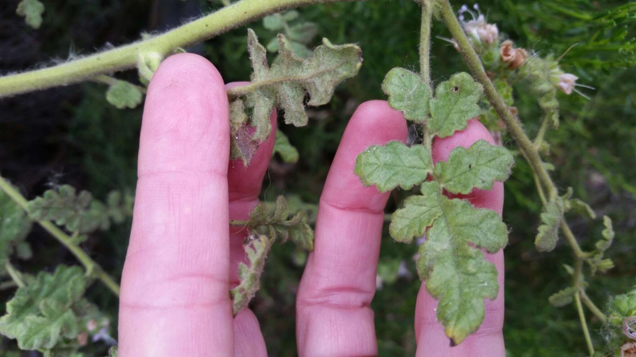 Image de Phacelia ramosissima var. latifolia (Torr.) A. Cronquist