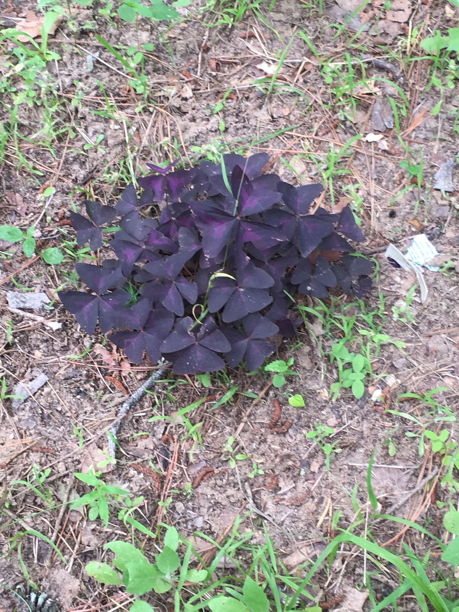 Image of Wood sorrel