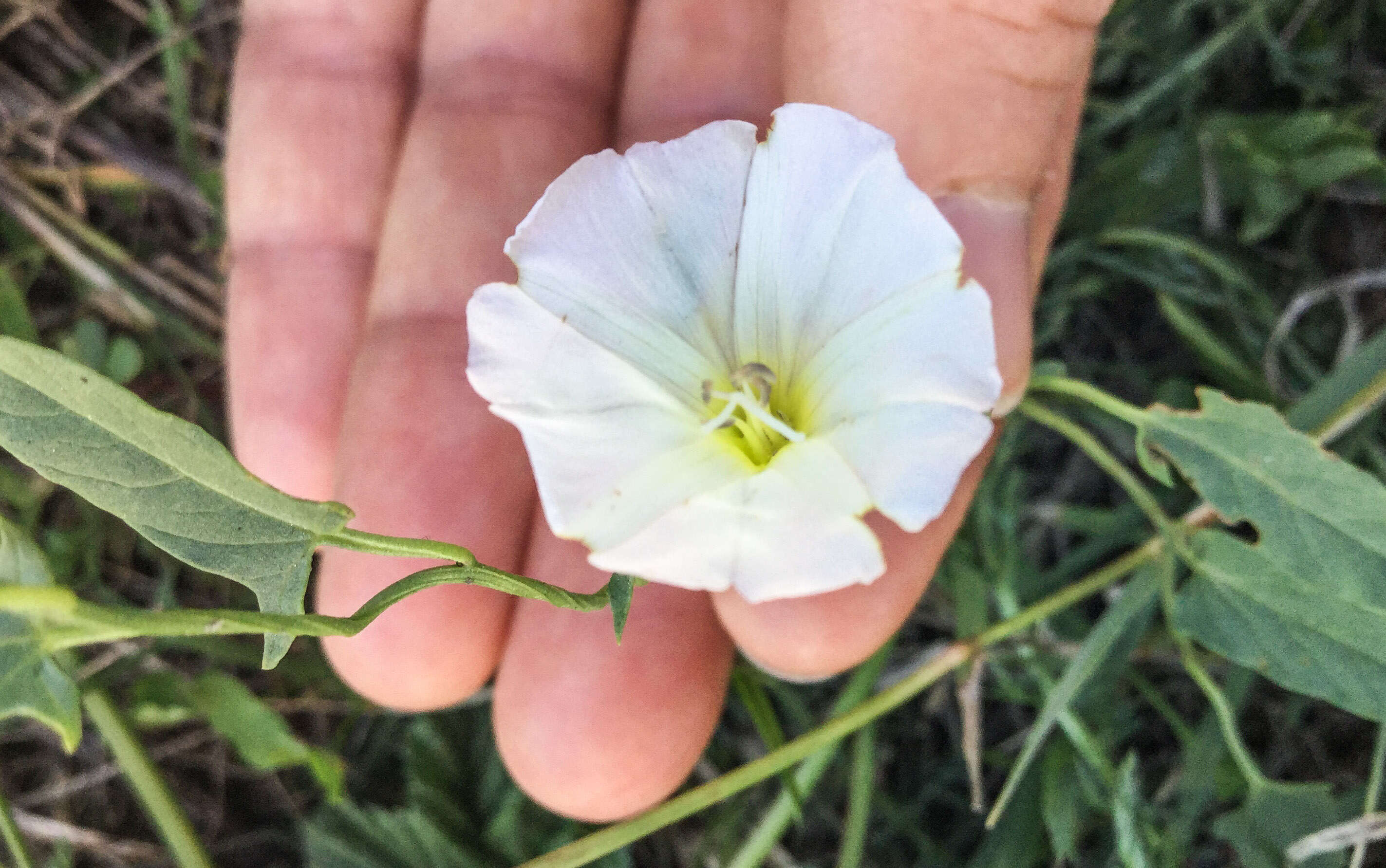 Image of Field Bindweed