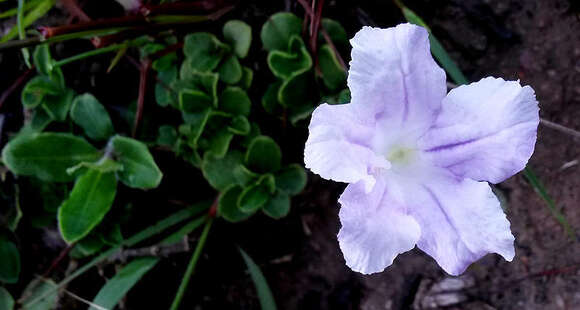 Image of Ruellia pilosa L. fil.