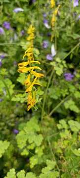 Corydalis cornuta Royle resmi