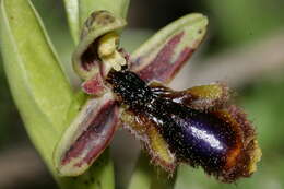 صورة Ophrys speculum subsp. regis-ferdinandii (Acht. & Kellerer ex Renz) Soó