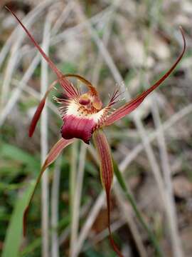 Image of Rusty spider orchid