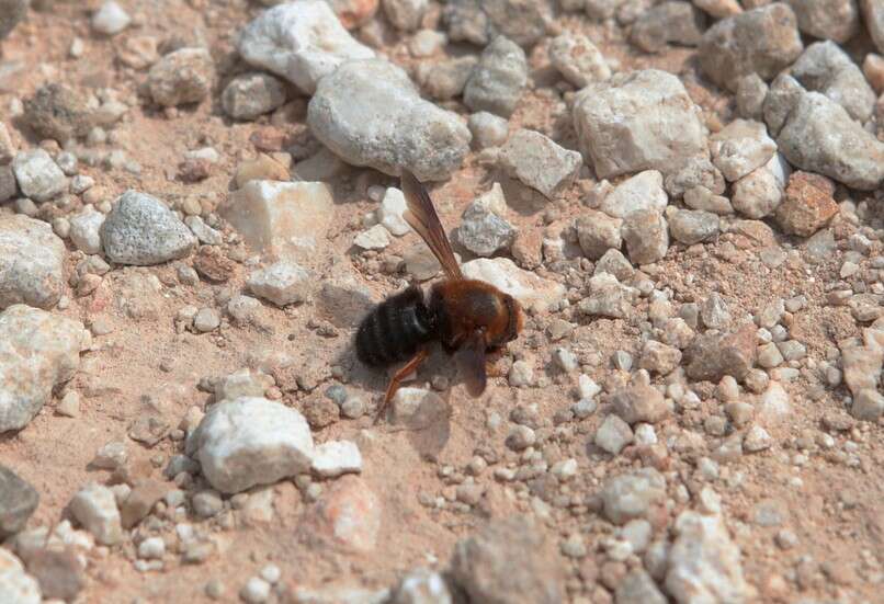 Image of Megachile sicula (Rossi 1792)